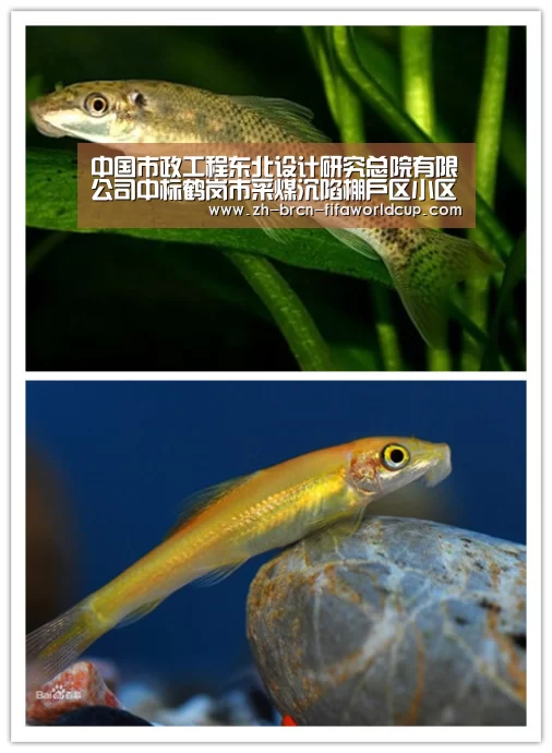中国市政工程东北设计研究总院有限公司中标鹤岗市采煤沉陷棚户区小区外配套工程改造项目【世界杯投注】(图3) 世界杯投注